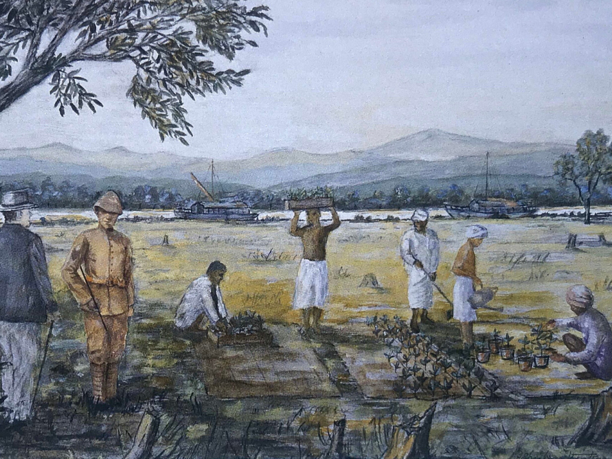 The History of Tea in Assam — Steeped in Tradition