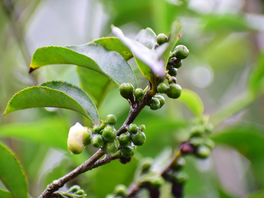 Assam Jat - The Lost Seed